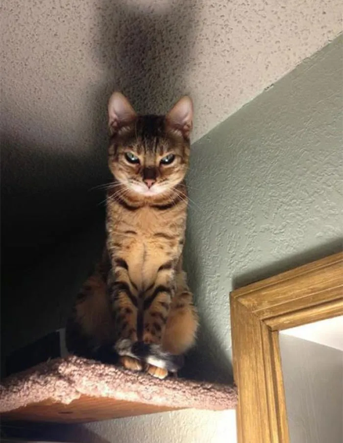 How To Tell If Your Cat's Secretly Planning To Kill You