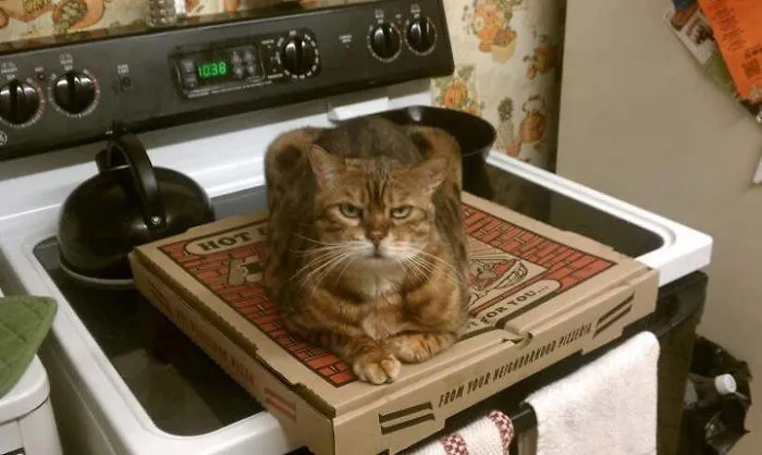 How To Tell If Your Cat's Secretly Planning To Kill You