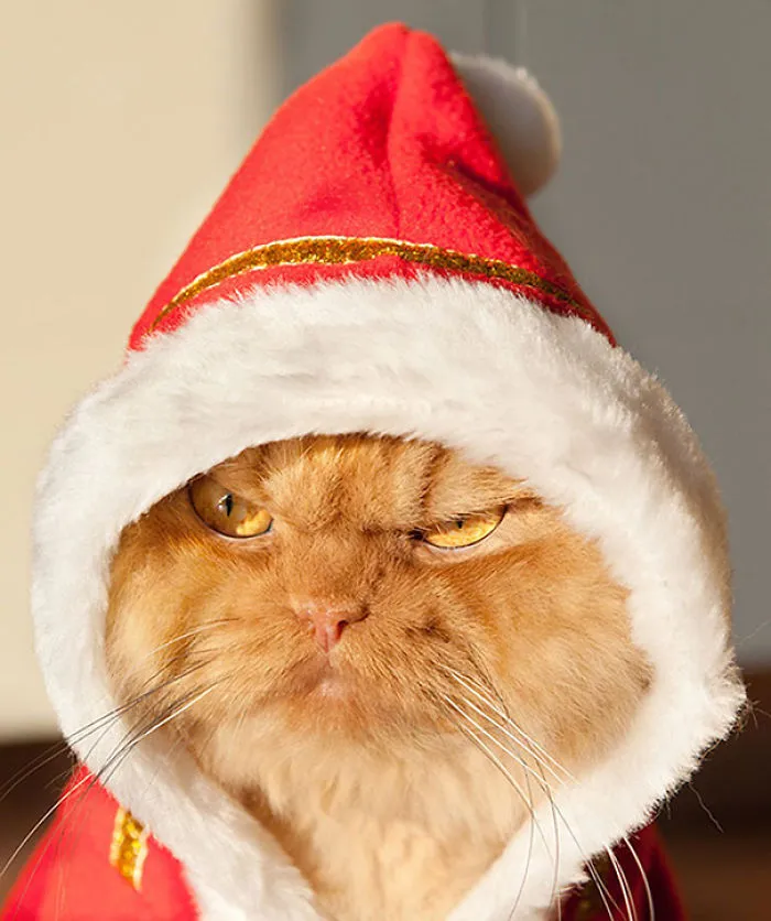 How To Tell If Your Cat's Secretly Planning To Kill You