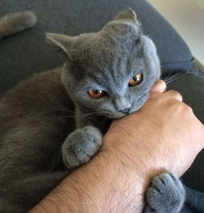 How To Tell If Your Cat's Secretly Planning To Kill You
