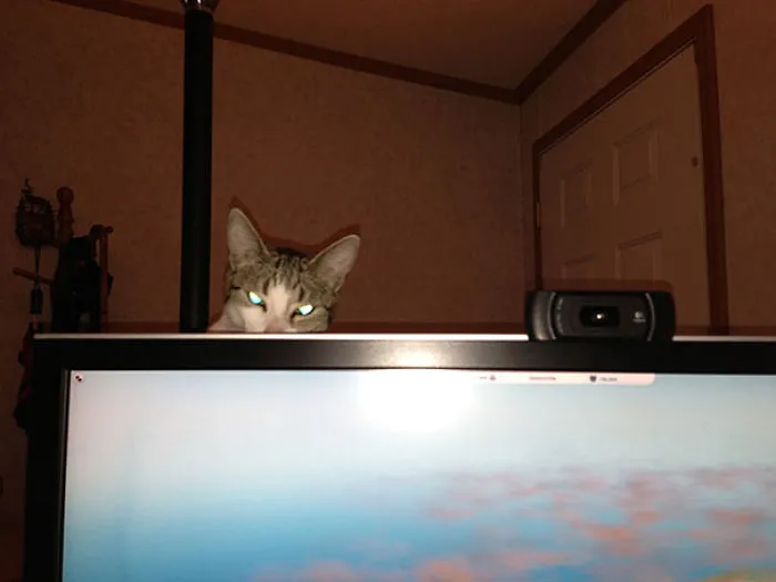 How To Tell If Your Cat's Secretly Planning To Kill You
