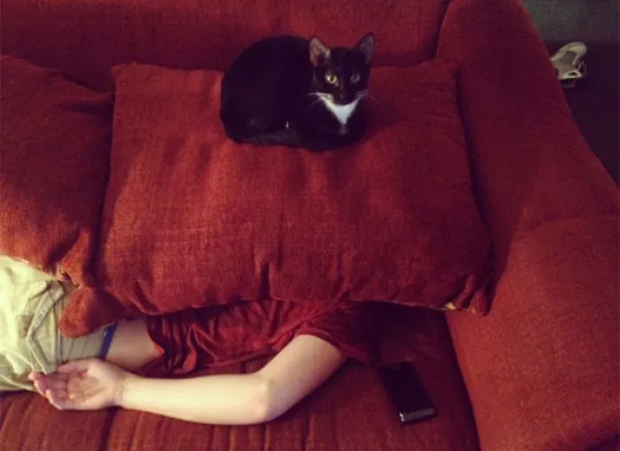 How To Tell If Your Cat's Secretly Planning To Kill You