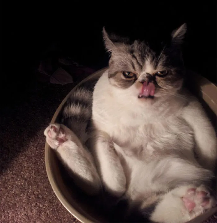 How To Tell If Your Cat's Secretly Planning To Kill You