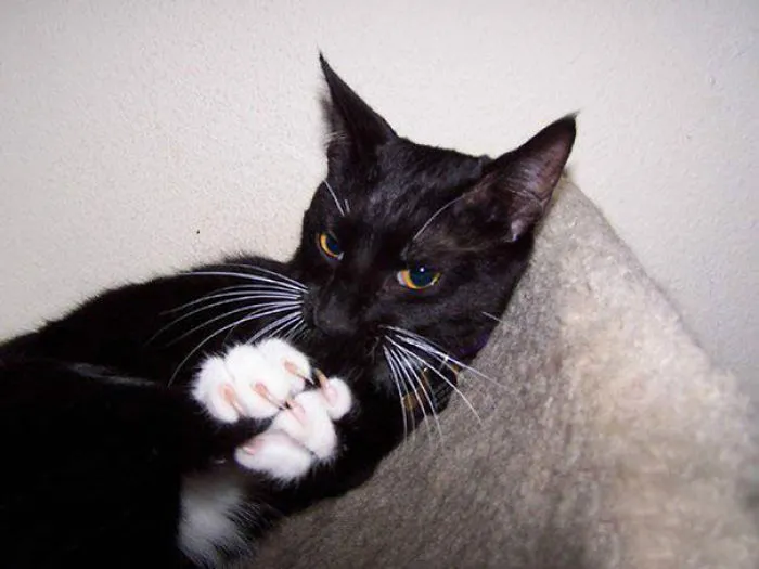 How To Tell If Your Cat's Secretly Planning To Kill You