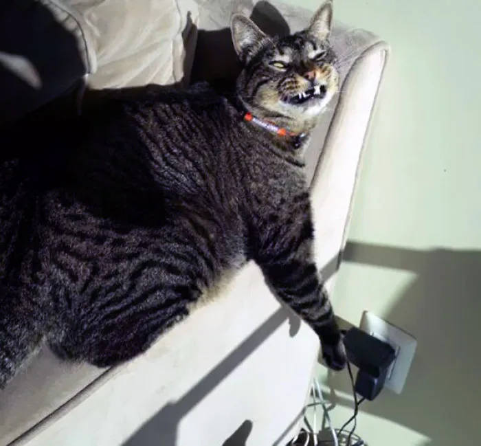 How To Tell If Your Cat's Secretly Planning To Kill You