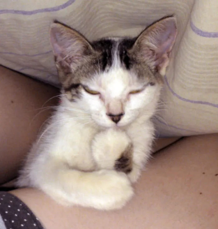 How To Tell If Your Cat's Secretly Planning To Kill You