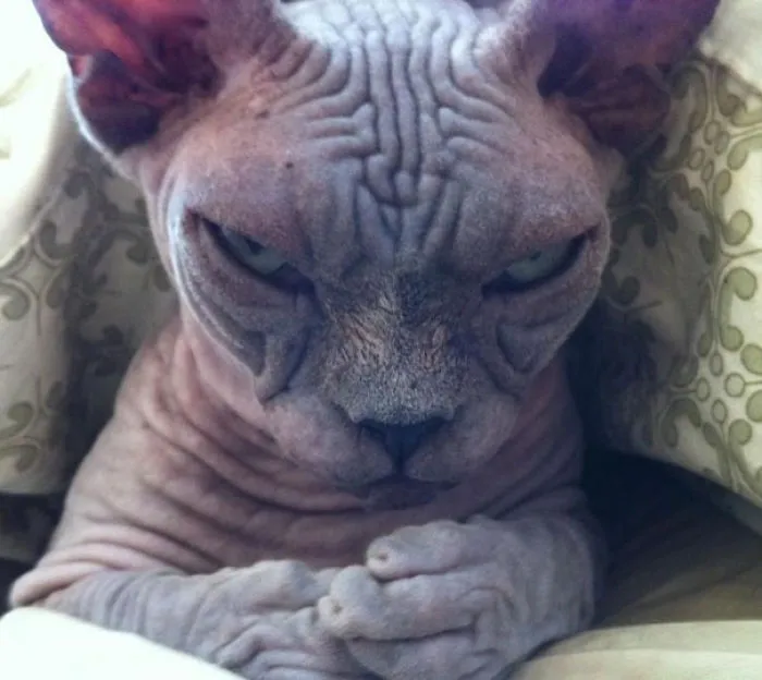 How To Tell If Your Cat's Secretly Planning To Kill You