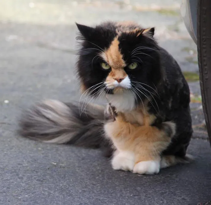How To Tell If Your Cat's Secretly Planning To Kill You