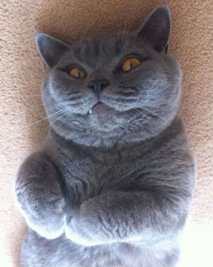 How To Tell If Your Cat's Secretly Planning To Kill You