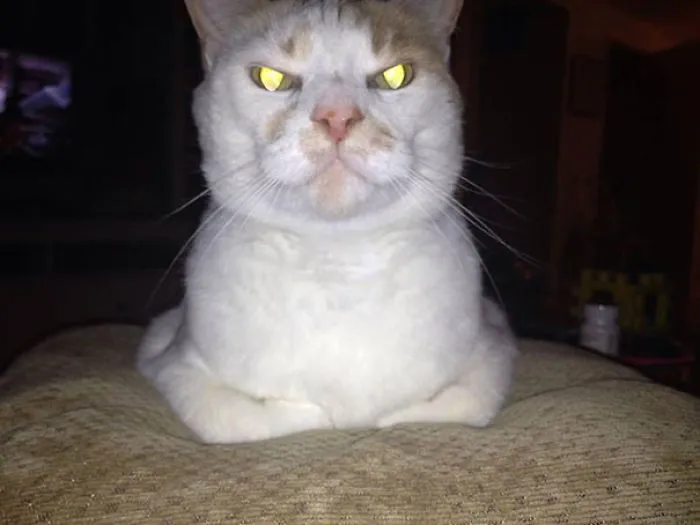 How To Tell If Your Cat's Secretly Planning To Kill You