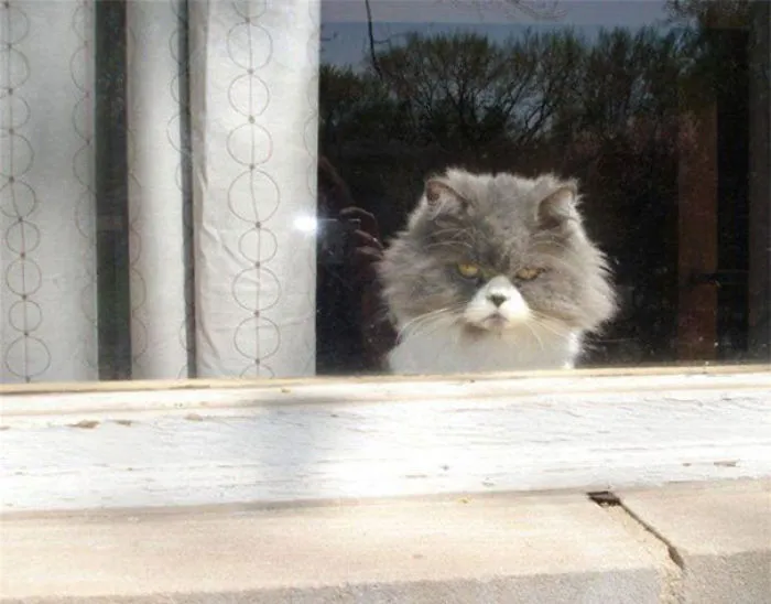 How To Tell If Your Cat's Secretly Planning To Kill You