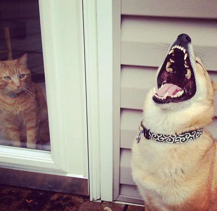 Who Did't Let The Cat Out?