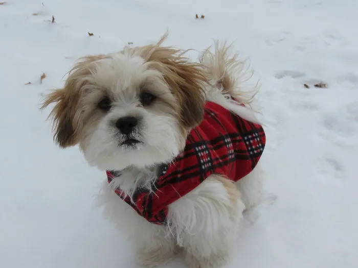 Shichon (teddy Bear Puppy)