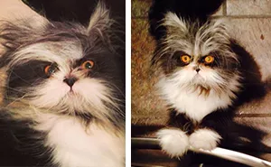 Atchoum: The Cat Whose Death Stare Will Devour Your Soul