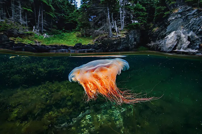 A Lion’s Mane Jellyfish Drifts In Bonne Bay