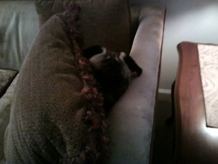 159 Dogs Who Suck At Hide-And-Seek