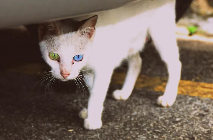 122 Unusually Beautiful Animals With Different-Colored Eyes