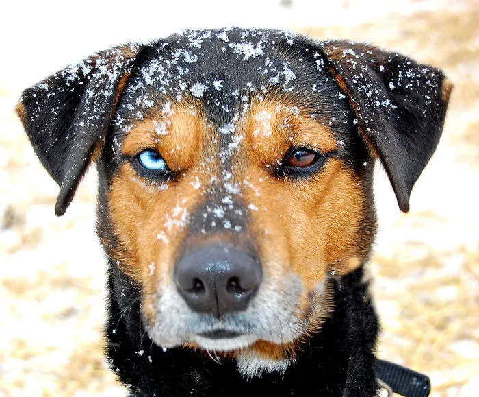 122 Unusually Beautiful Animals With Different-Colored Eyes