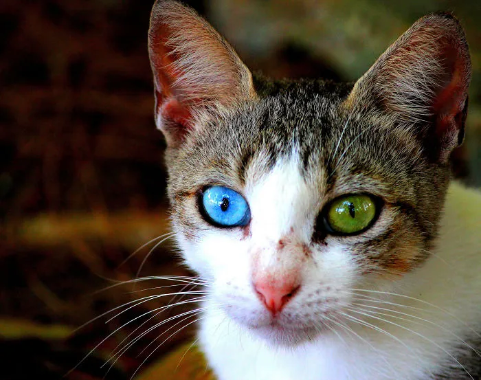 122 Unusually Beautiful Animals With Different-Colored Eyes
