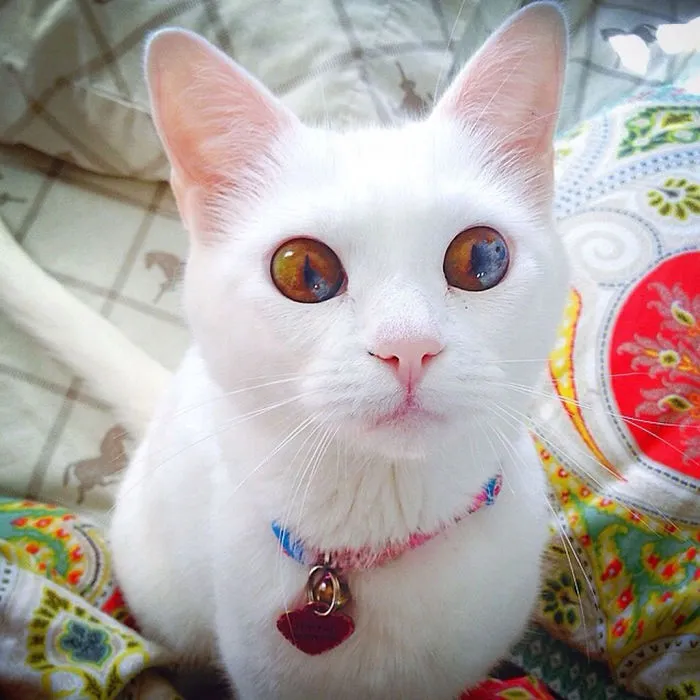 122 Unusually Beautiful Animals With Different-Colored Eyes