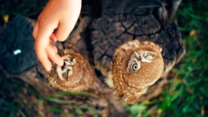 112 Majestic Owls Caught On Camera