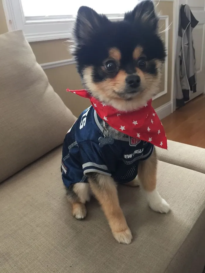 Pomeranian Charliebear
