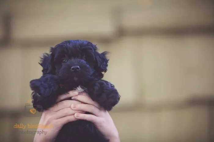 Morkiepoo