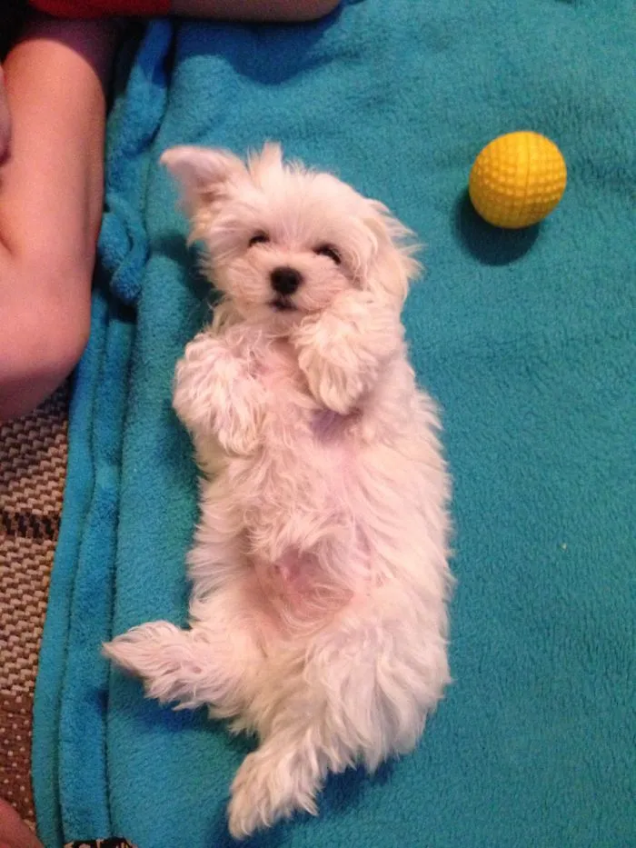 Maltanese Puppy