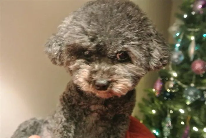 Bichon/poodle Bichpoo