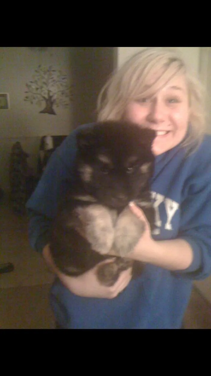 German Shepard/husky Mix