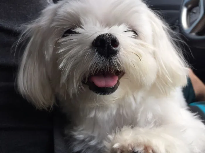 Maggie