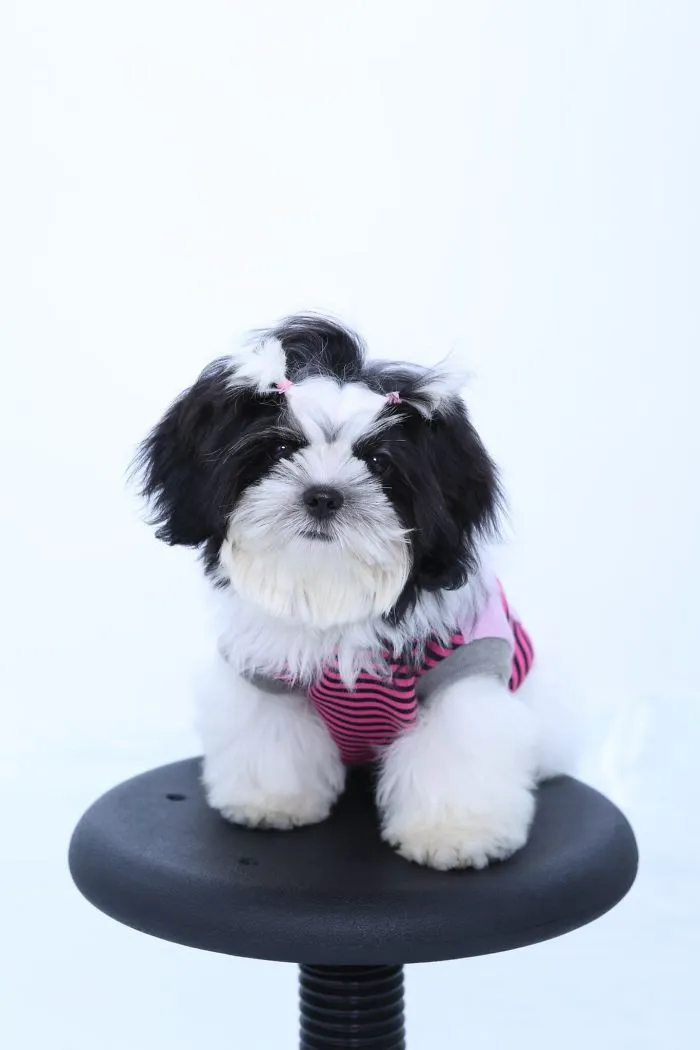 Shih Tzu