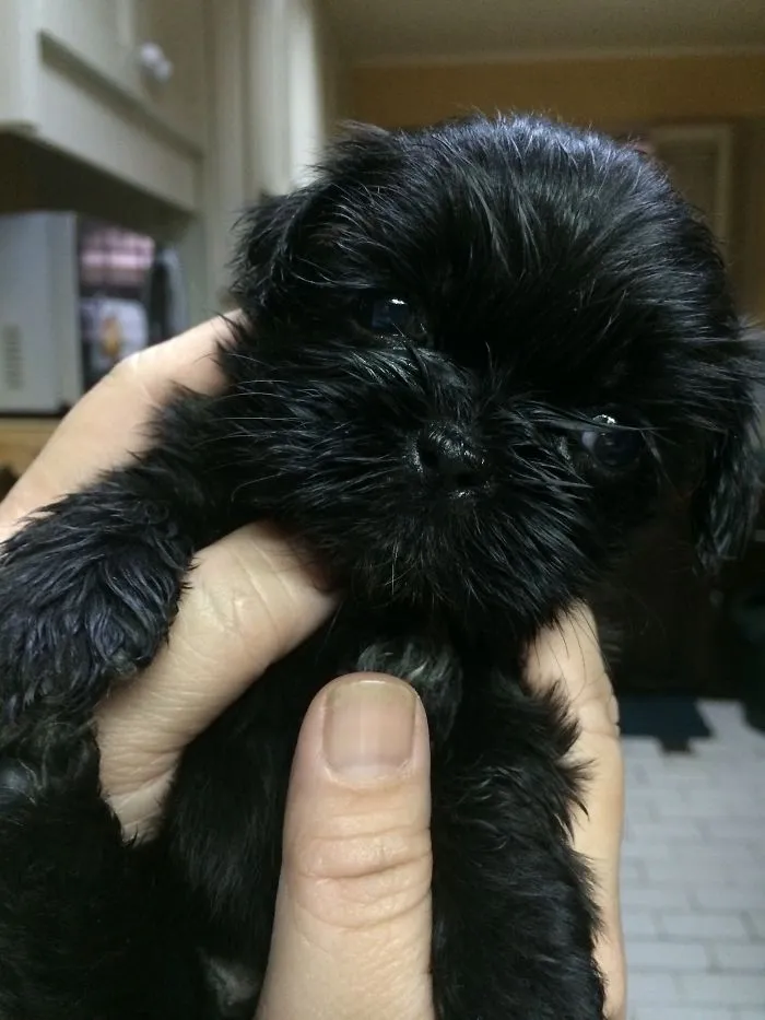 Shih Tzu