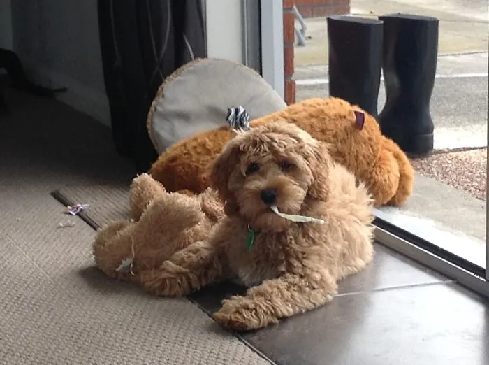 Australian Cobberdog