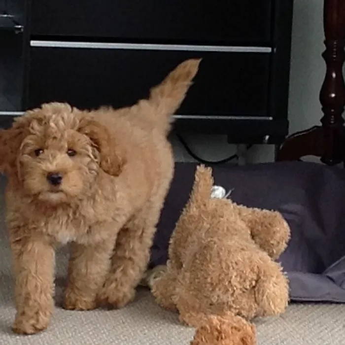 Australian Cobberdog