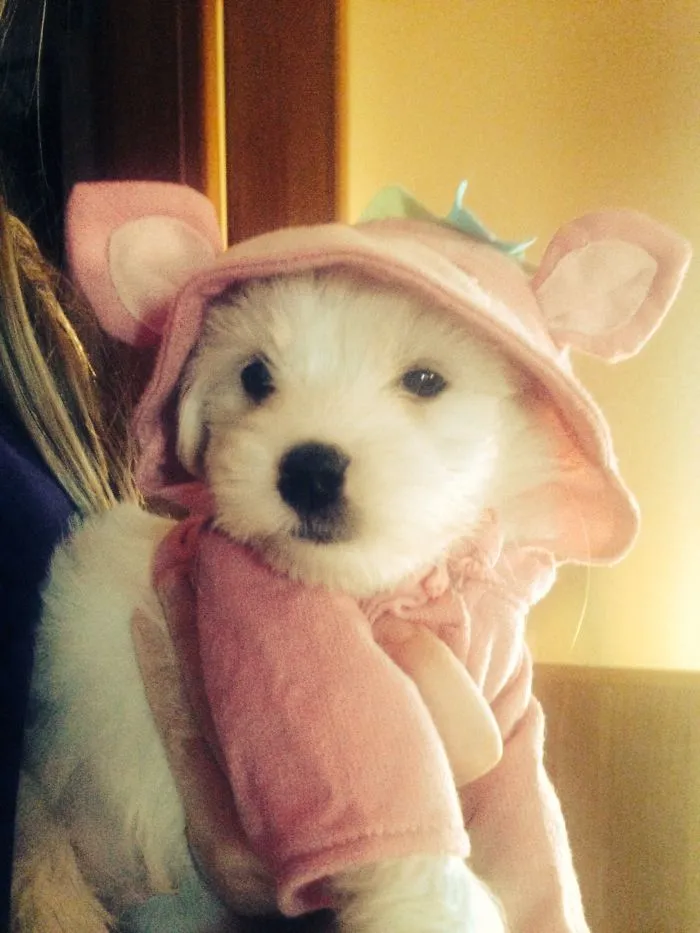 Maltese Puppy