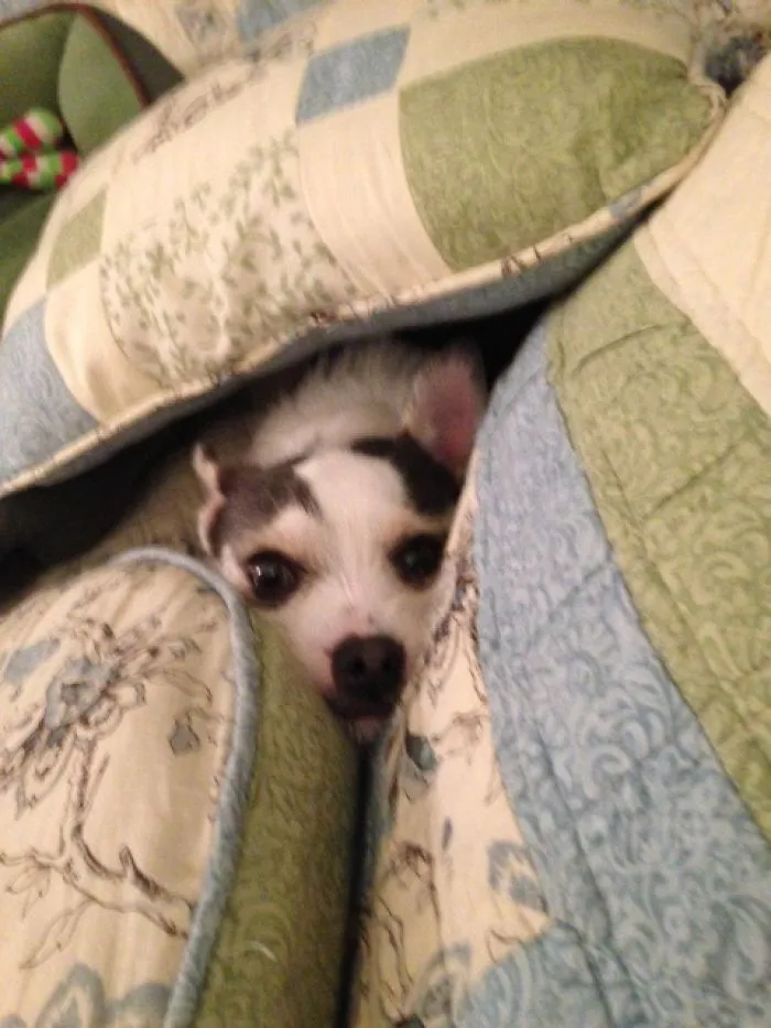 159 Dogs Who Suck At Hide-And-Seek