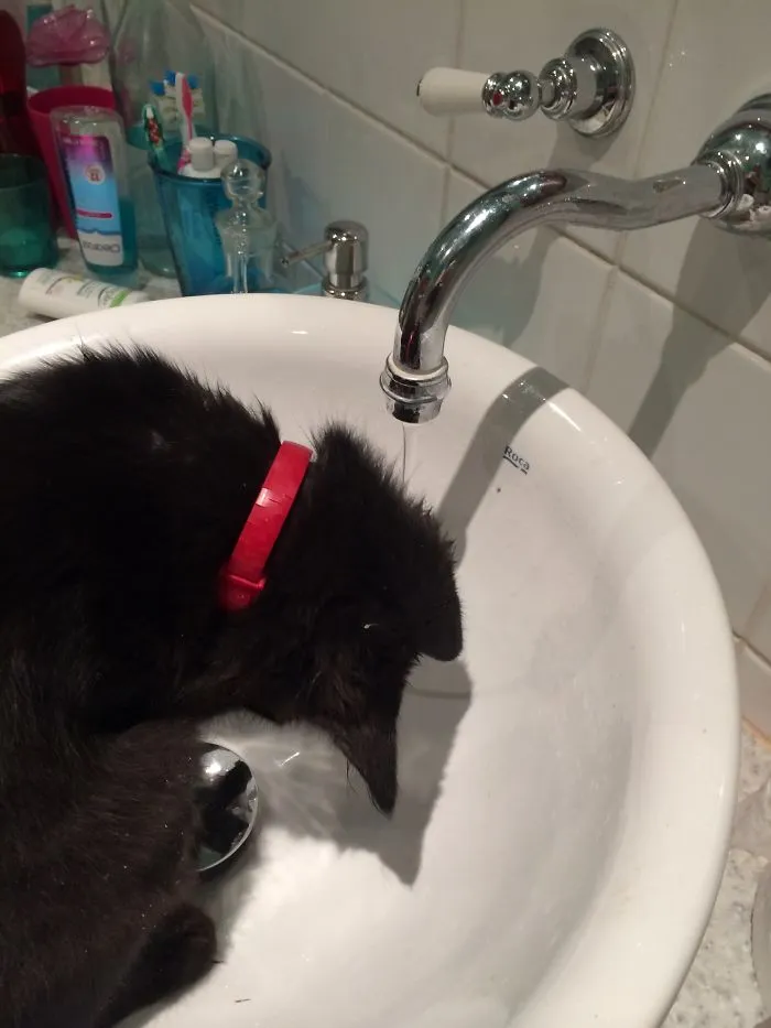 73 Crazy Cats That Actually Love Water