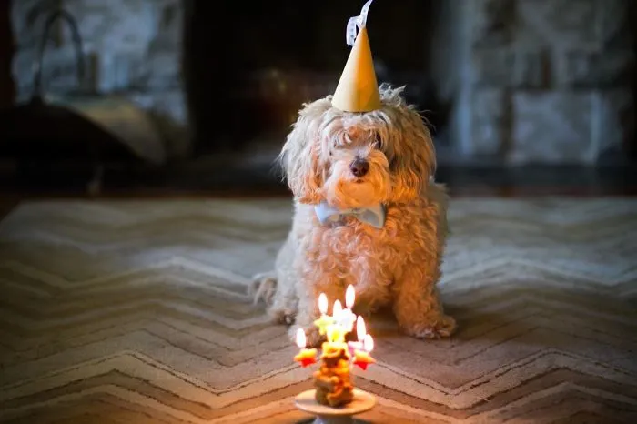 Jubjub The Maltipoo