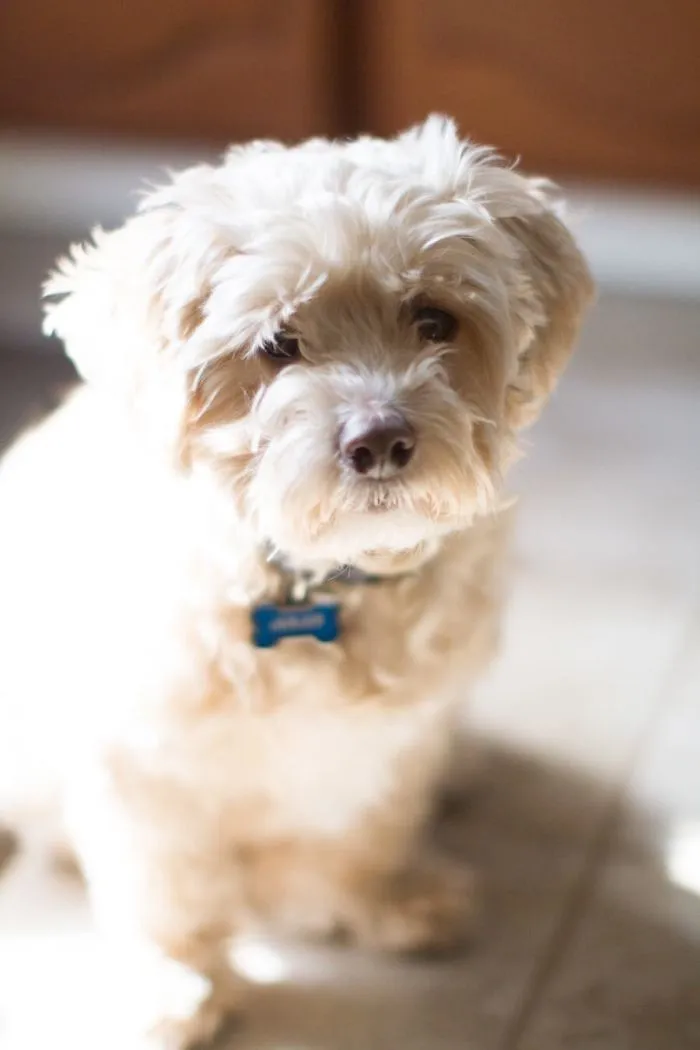 Jubjub The Maltipoo