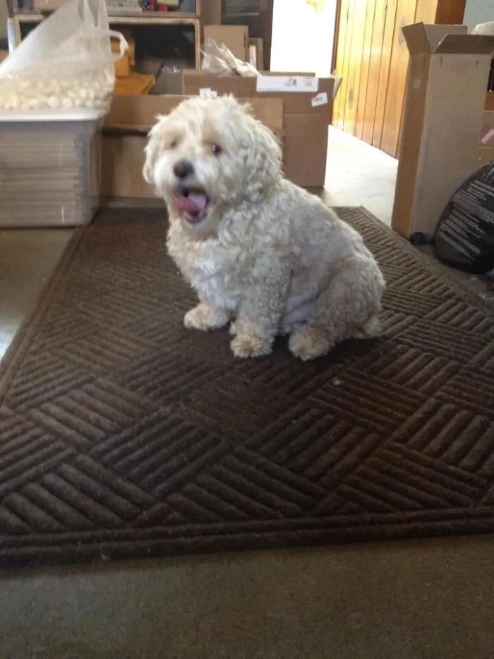 Jubjub The Maltipoo