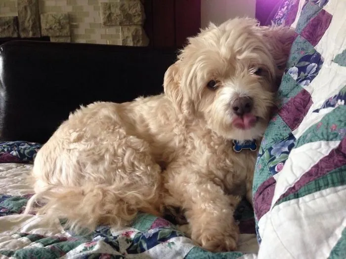 Jubjub The Maltipoo