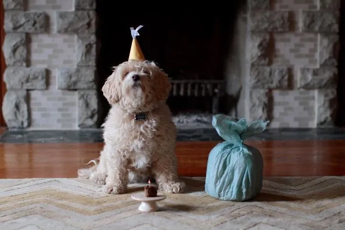 Jubjub The Maltipoo