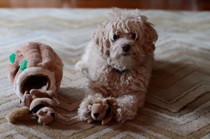 Jubjub The Maltipoo