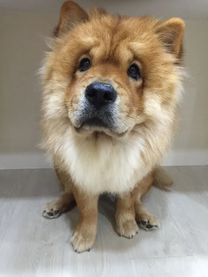 Chowchow Puppy
