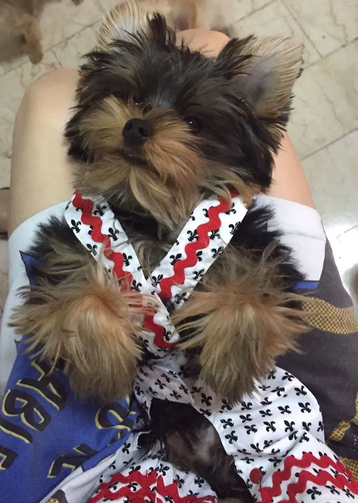 Yorkshire Terrier