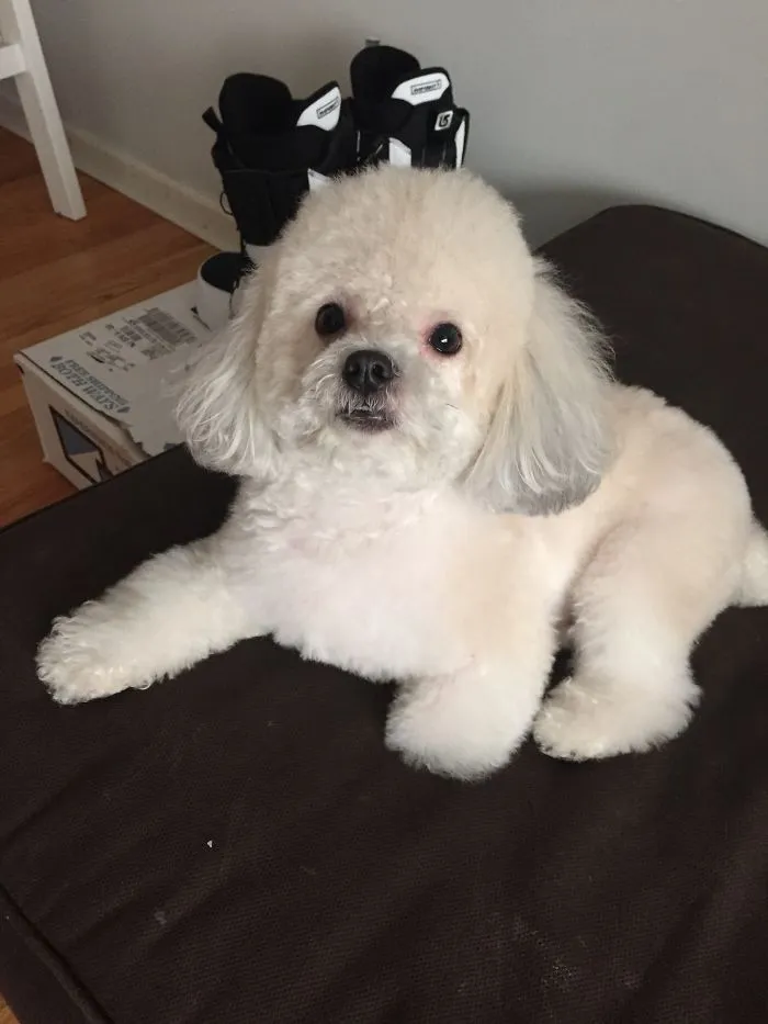 Bichon Havanese.
