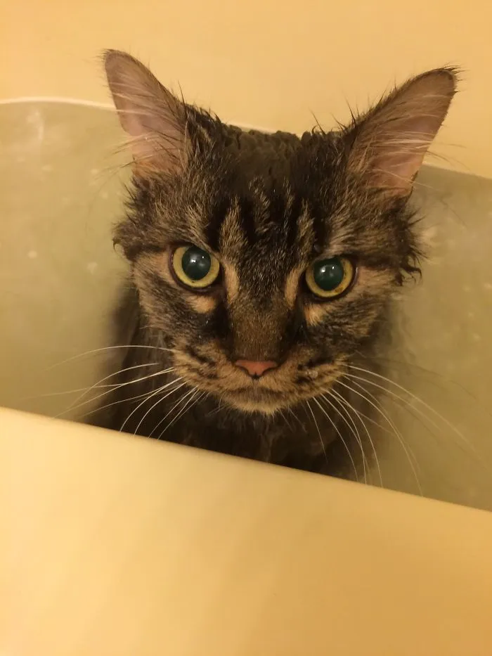 73 Crazy Cats That Actually Love Water