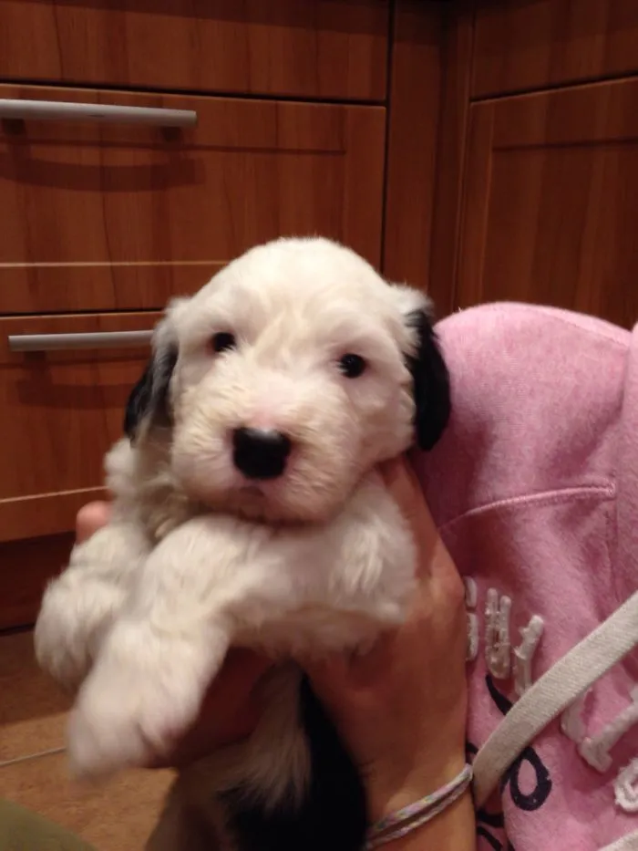 Bella The Old English Sheepdog
