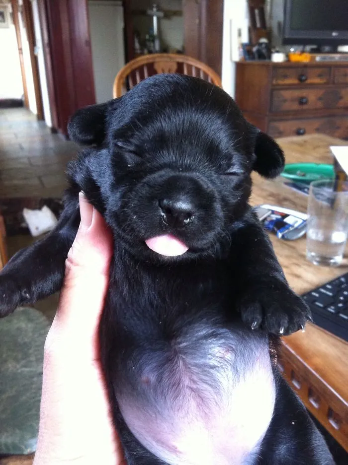 Scottish/cairn Terrier/french Bulldog